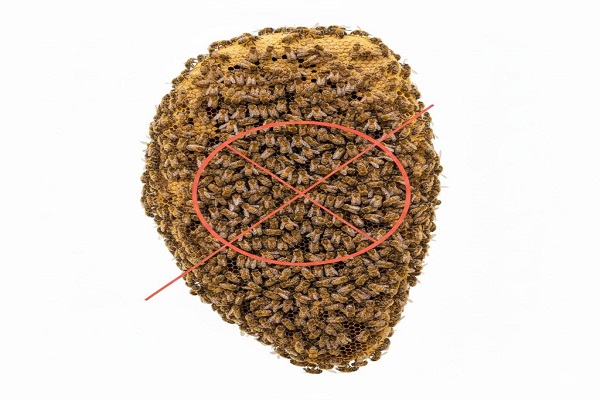 Honey Bee Removal