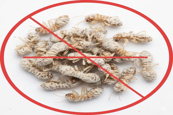 Termite Control 